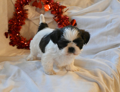 Shih Tzu For Sale Fresno Ohio Male-Jackson