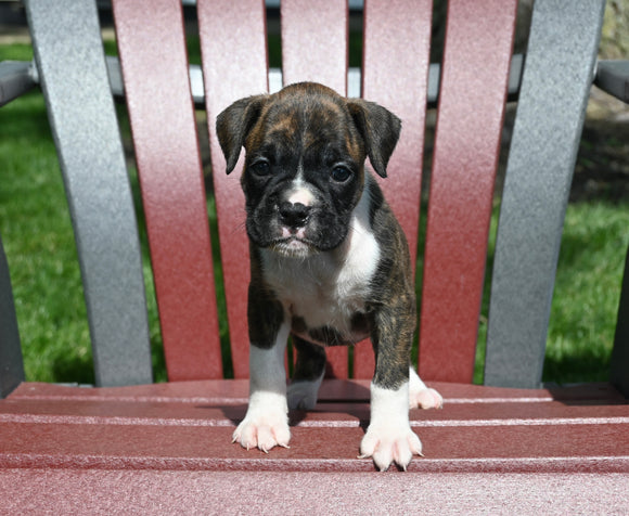 AKC Registered Boxer For Sale Fredericksburg OH Female-Nora