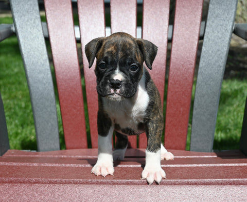 AKC Registered Boxer For Sale Fredericksburg OH Female-Nora