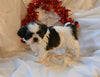 Shih Tzu For Sale Fresno Ohio Male-Jackson