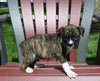 AKC Registered Boxer For Sale Fredericksburg OH Female-Nora