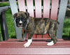 AKC Registered Boxer For Sale Fredericksburg OH Female-Nora