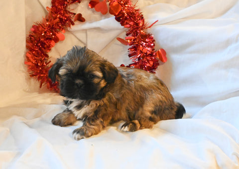 Shih Tzu For Sale Millersurg Ohio Male Ranger