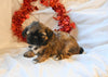 Shih Tzu For Sale Fresno Ohio Male Ranger