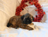 Shih Tzu For Sale Fresno Ohio Male Ranger