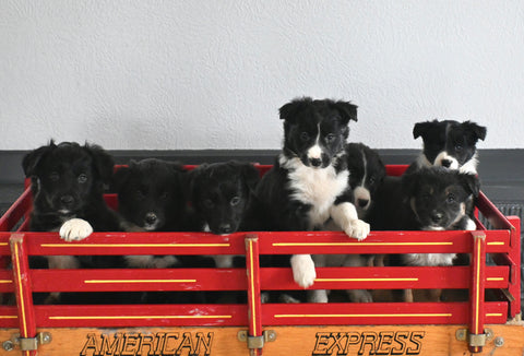 Australian Shephard/Border Collie For Sale Millersburg OH