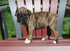 AKC Registered Boxer For Sale Fredericksburg OH Female-Nicki