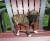 AKC Registered Boxer For Sale Fredericksburg OH Female-Nicki