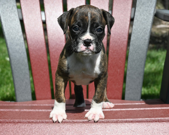 AKC Registered Boxer For Sale Fredericksburg OH Male-Nash