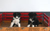 Australian Shephard/Border Collie For Sale Millersburg OH