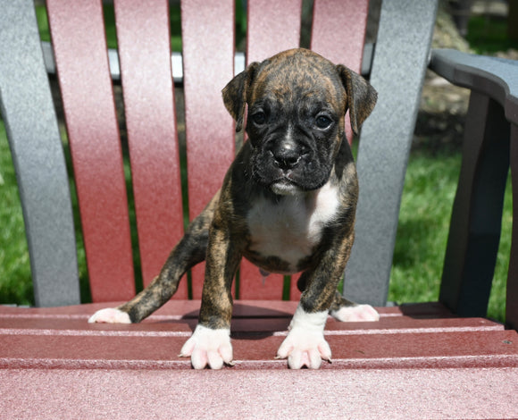 AKC Registered Boxer For Sale Fredericksburg OH Male-Noah