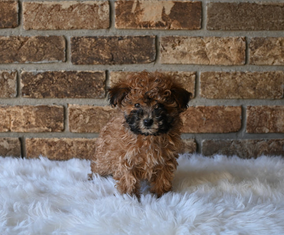 F1BB Morkipoo For Sale Holmesville OH Nova-Female