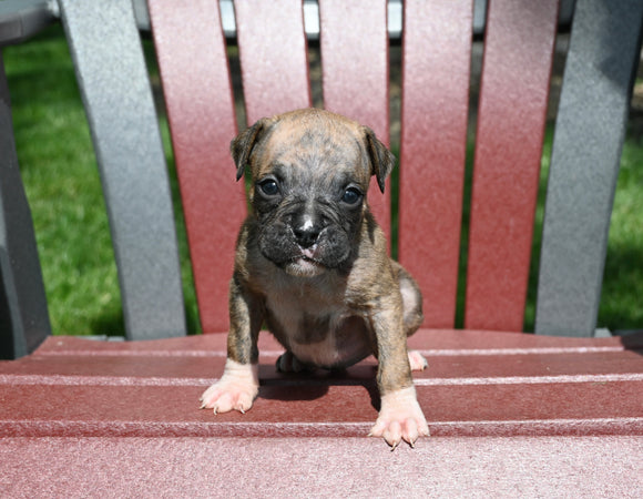AKC Registered Boxer For Sale Fredericksburg OH Male-Nate