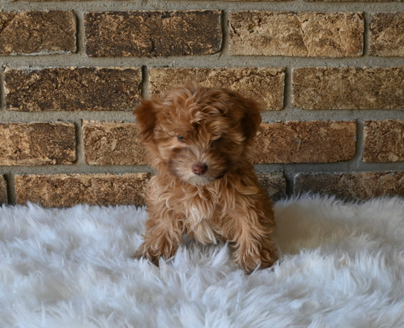 F1BB Morkipoo For Sale Holmesville OH Male-Leo