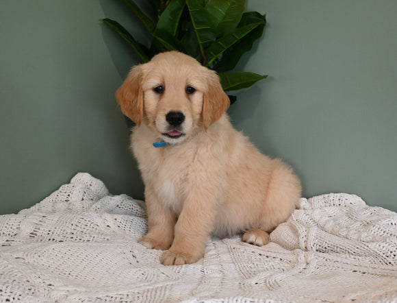 AKC Registered Golden Retriever For Sale Applecreek OH Male-Max