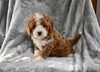 F1B Cavapoo For Sale Millersburg OH Male-Christopher