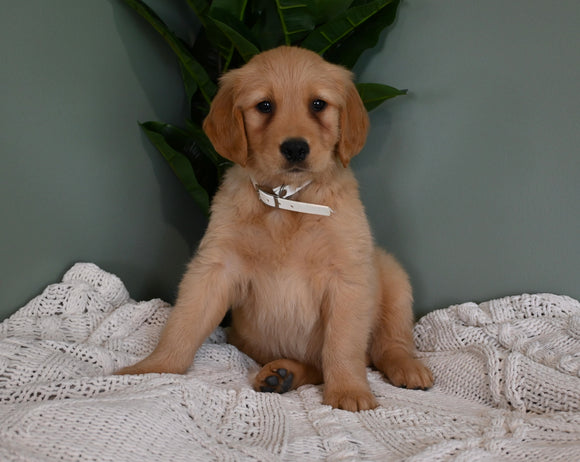 AKC Registered Golden Retriever For Sale Applecreek OH Male-Chase