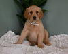AKC Registered Golden Retriever For Sale Applecreek OH Male-Chase