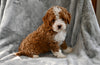 F1B Cavapoo For Sale Millersburg OH Male-Christopher