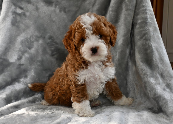 F1B Cavapoo For Sale Millersburg OH Male-Christopher