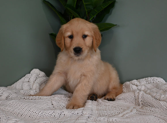 AKC Registered Golden Retriever For Sale Applecreek OH Male-Jack