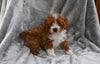 F1B Cavapoo For Sale Millersburg OH Carter-Male