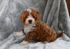 F1B Cavapoo For Sale Millersburg OH Carter-Male