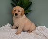 AKC Registered Golden Retriever For Sale Applecreek OH Male-Jack