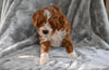 F1B Cavapoo For Sale Millersburg OH Carter-Male