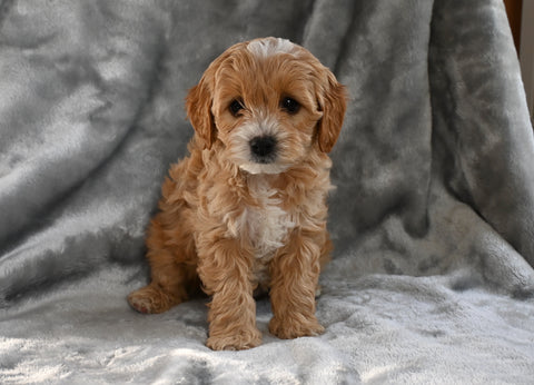 F1B Cavapoo For Sale Millersburg OH Male-Cooper