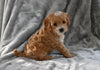 F1B Cavapoo For Sale Millersburg OH Male-Cooper