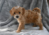 F1B Cavapoo For Sale Millersburg OH Male-Cooper