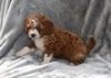 F1B Cavapoo For Sale Millersburg OH Female-Callie