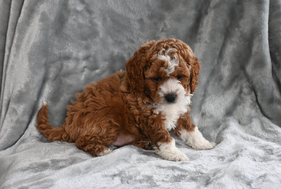 F1B Cavapoo For Sale Millersburg OH Female-Callie