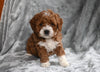 F1B Cavapoo For Sale Millersburg OH Female-Caylie