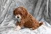 F1B Cavapoo For Sale Millersburg OH Female-Caylie