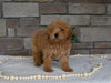 AKC Registered Mini Poodle For Sale Holmesville OH Female-Muffin