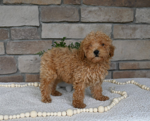 AKC Registered Mini Poodle For Sale Holmesville OH Female-Muffin