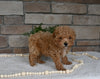 AKC Registered Mini Poodle For Sale Holmesville OH Male-Murphy