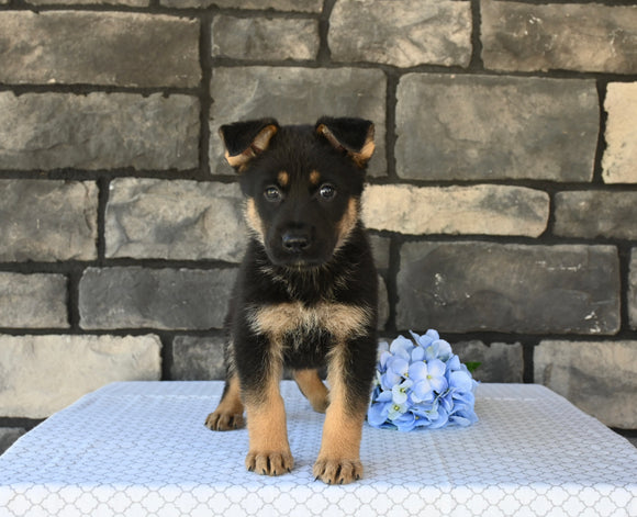 AKC Registered German Shepherd For Sale Millersburg OH Male-Bronco