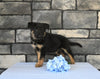 AKC Registered German Shepherd For Sale Millersburg OH Male-Bingo