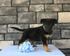 AKC Registered German Shepherd For Sale Millersburg OH Male-Bingo