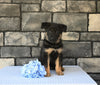 AKC Registered German Shepherd For Sale Millersburg OH Male-Bingo