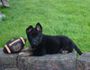 AKC Registered German Shepherd For Sale Millersburg OH Male-Bruiser