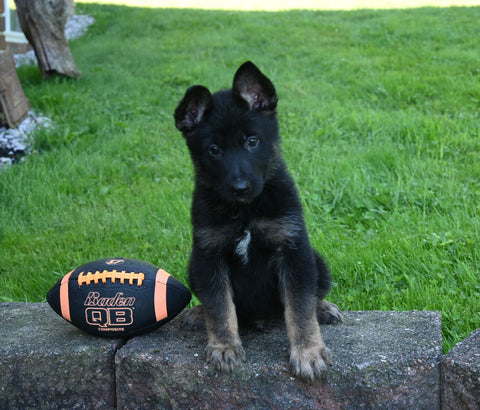 AKC Registered German Shepherd For Sale Millersburg OH Male-Bruiser