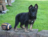 AKC Registered German Shepherd For Sale Millersburg OH Male-Bruiser