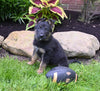 AKC Registered German Shepherd For Sale Millersburg OH Male-Baxter