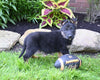 AKC Registered German Shepherd For Sale Millersburg OH Male-Baxter