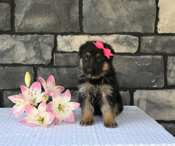 AKC Registered German Shepherd For Sale Millersburg OH Female-Makayah