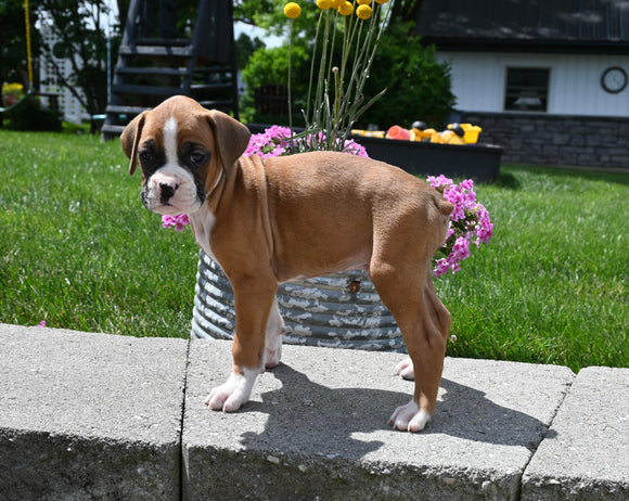 AKC Registered Boxer For Sale Fredericksburg OH Male-Randy